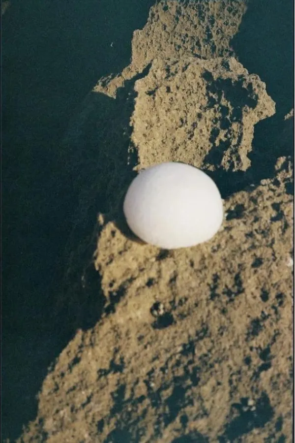 Apothecary>FORAH Clear Konjac Sponge
